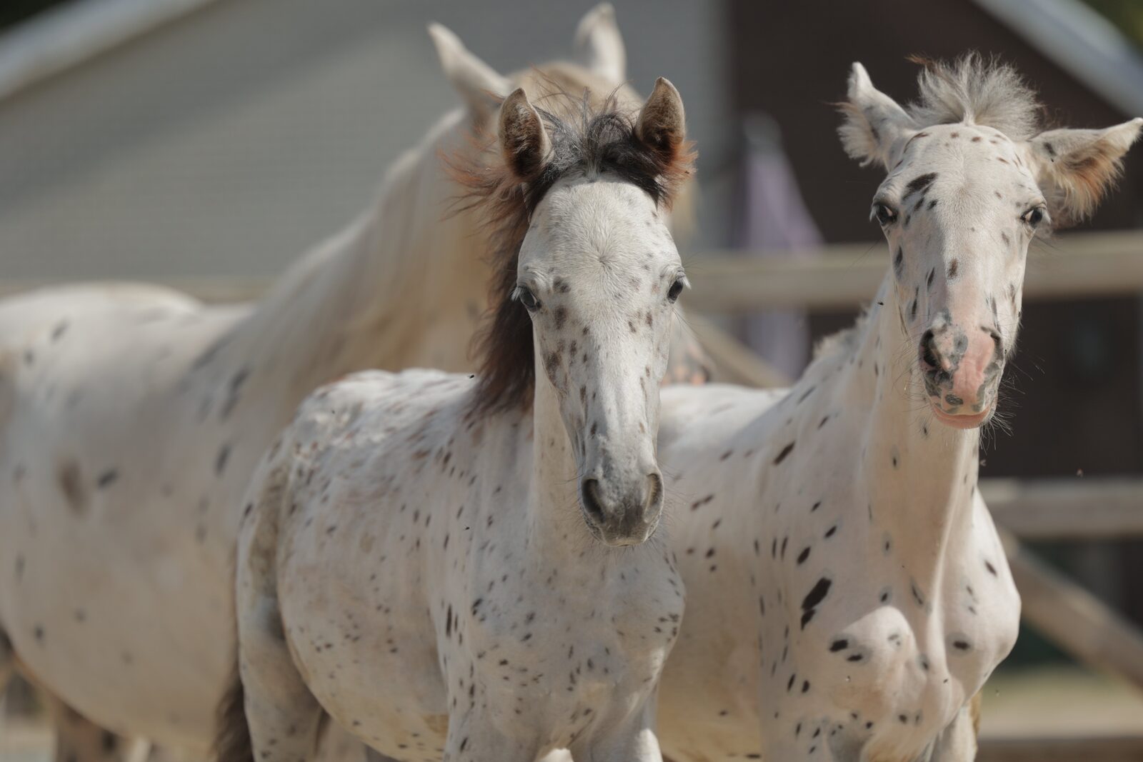 De gevlekte veulens Prince Charming en King Soulmate