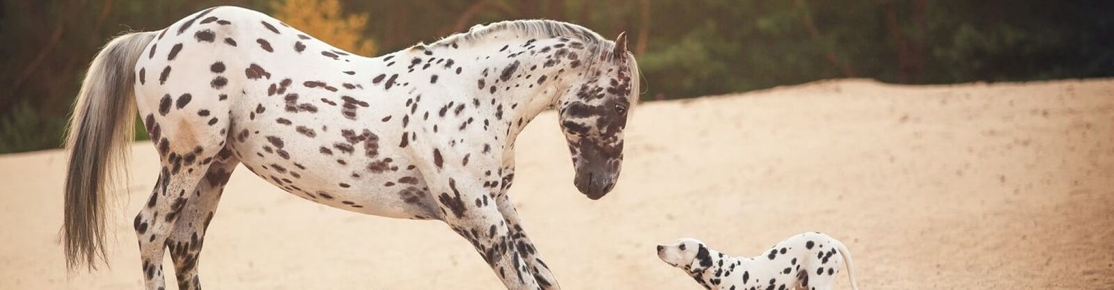 Nevada in galop op het zand