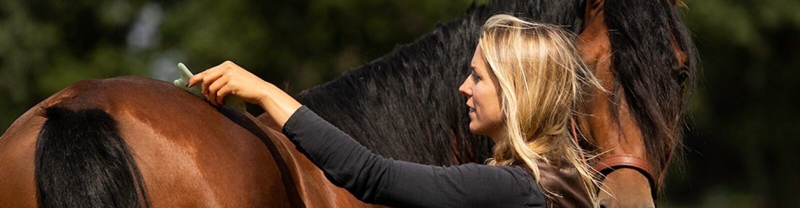 Guasha treatment of a horse during the practical training